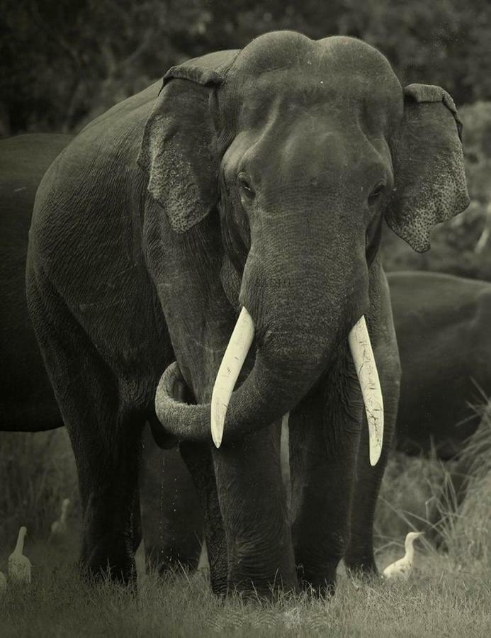 Elephant Lodge اوداوالاوي المظهر الخارجي الصورة