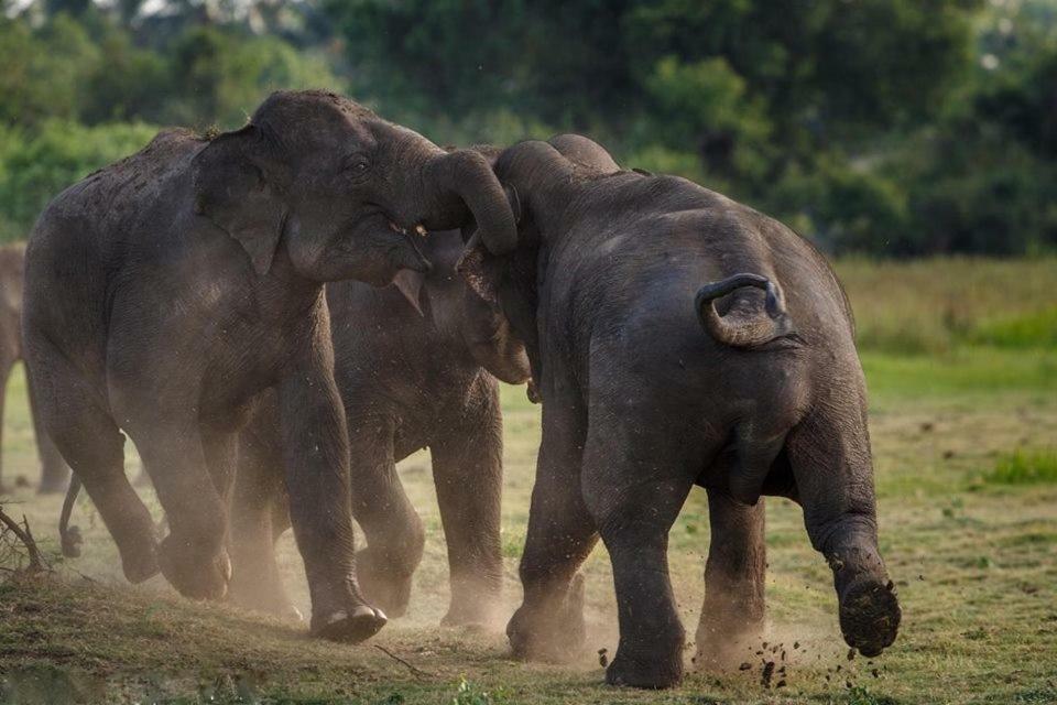 Elephant Lodge اوداوالاوي المظهر الخارجي الصورة