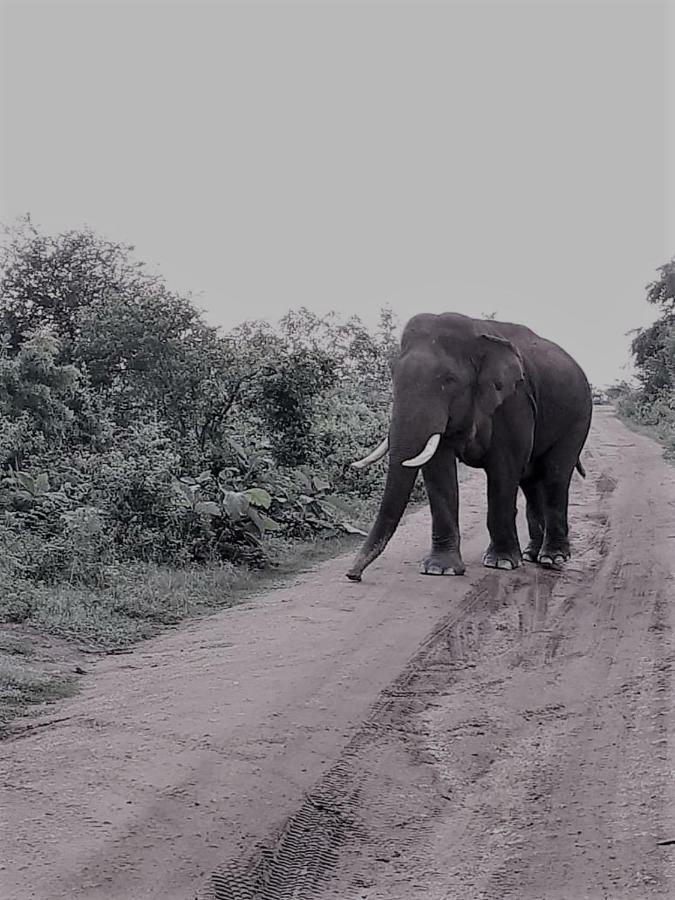Elephant Lodge اوداوالاوي المظهر الخارجي الصورة