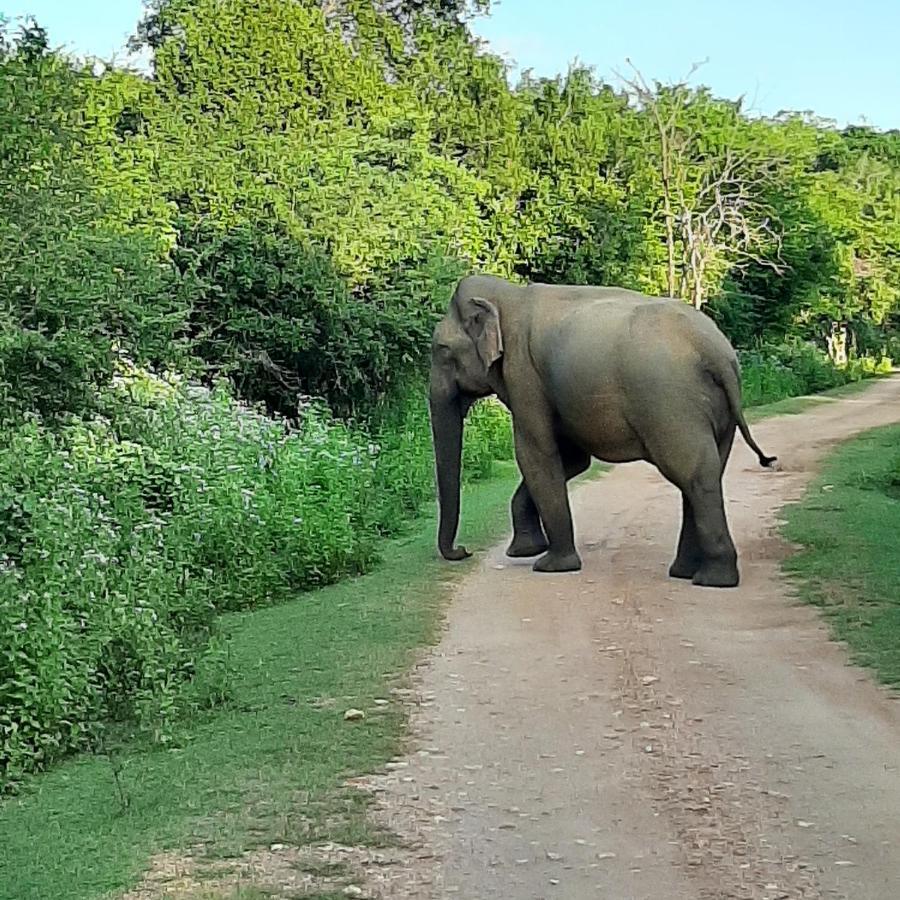 Elephant Lodge اوداوالاوي المظهر الخارجي الصورة