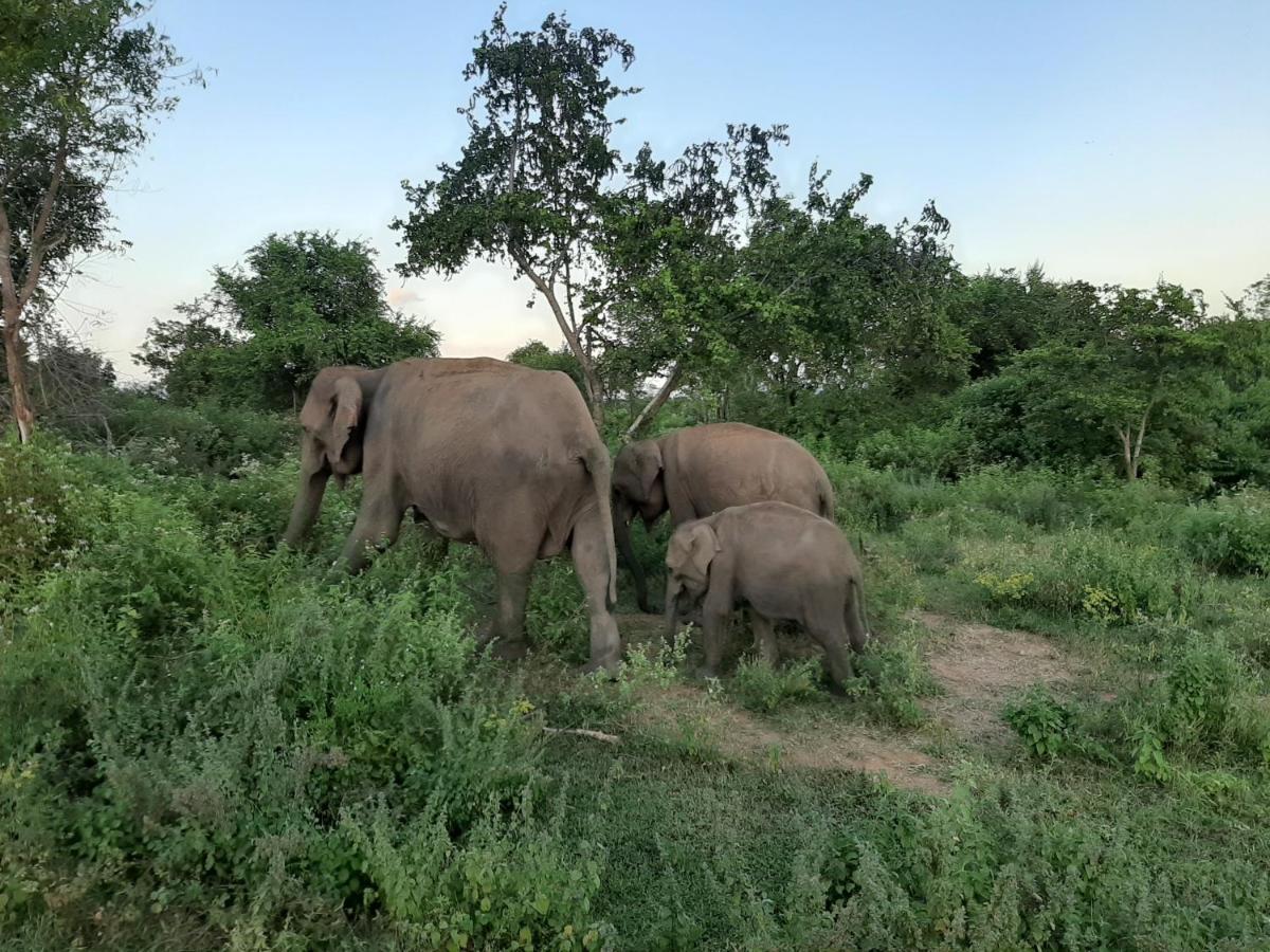 Elephant Lodge اوداوالاوي المظهر الخارجي الصورة