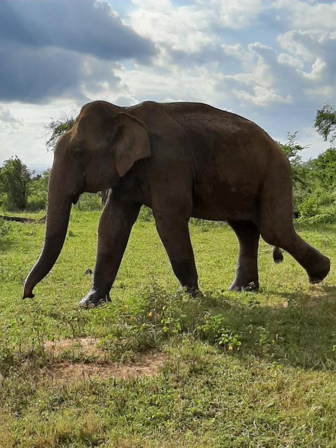 Elephant Lodge اوداوالاوي المظهر الخارجي الصورة
